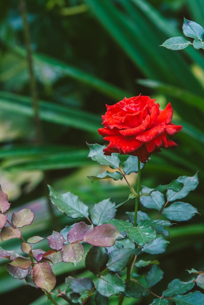 Rote Rose in der Natur