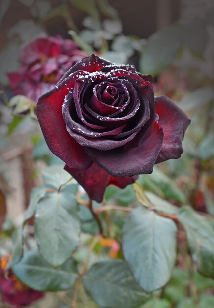 Rote Rose in kleinen Eiskristallen im Garten Schneebedeckte Rose Gefrorene schöne Blume