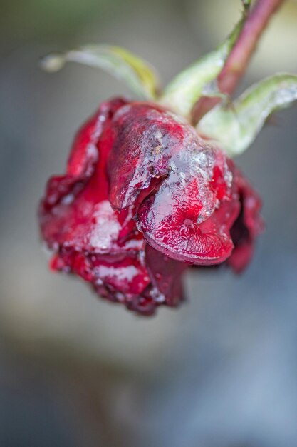 Rote Rose in kleinen Eiskristallen im Garten Schneebedeckte Rose