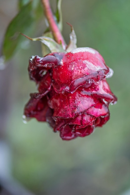 Rote Rose in kleinen Eiskristallen im Garten Schneebedeckte Rose