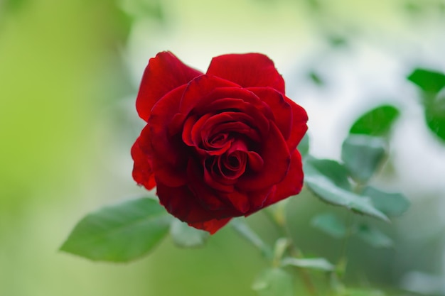 Rote Rose Kardinal blüht im Rosengarten