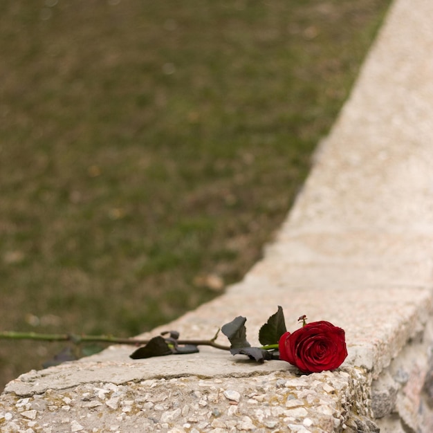 Rote Rose liegt auf dem grauen Bordstein