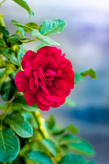 Rote Rose mit Blättern auf einem verschwommenen Hintergrund