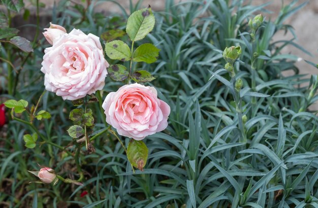 Rote Rose mit losen Blütenblättern isoliert