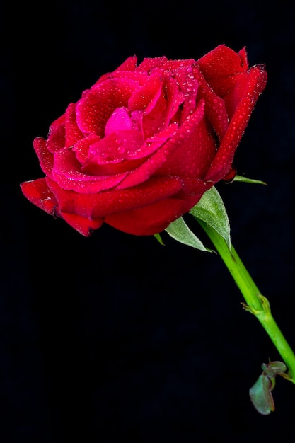 Rote Rose mit Wasserdorps auf schwarzem Hintergrund.