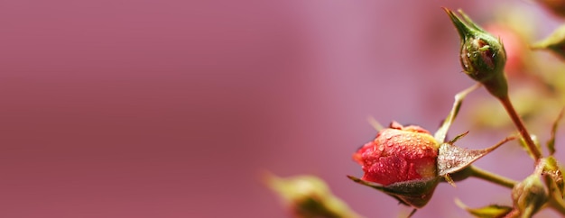 Rote Rose mit Wassertropfen auf einem rosa Hintergrund