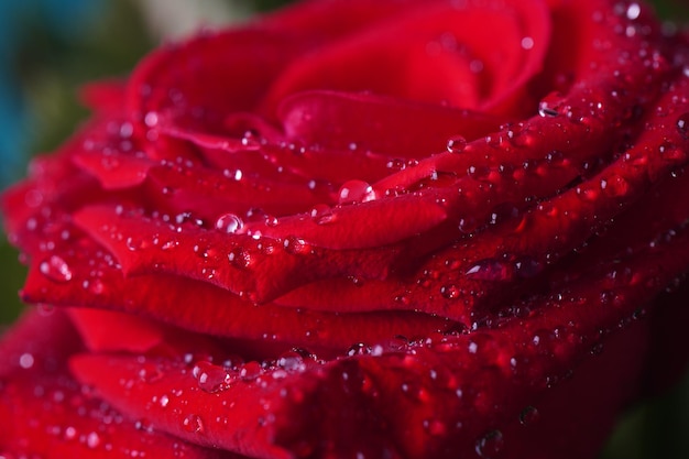 Rote Rose mit Wassertropfen