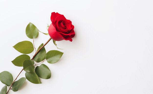 Foto rote rose mit wunderschönen blattstängeln auf einem einfachen eleganten weißen raum für ihren text