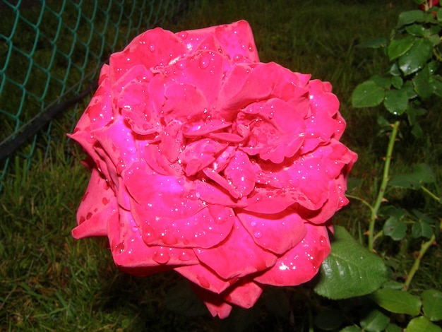 Rote Rose Nahaufnahme mit Tautropfen auf den Blütenblättern auf dunklem Hintergrund. Oblast Leningrad, Russland.