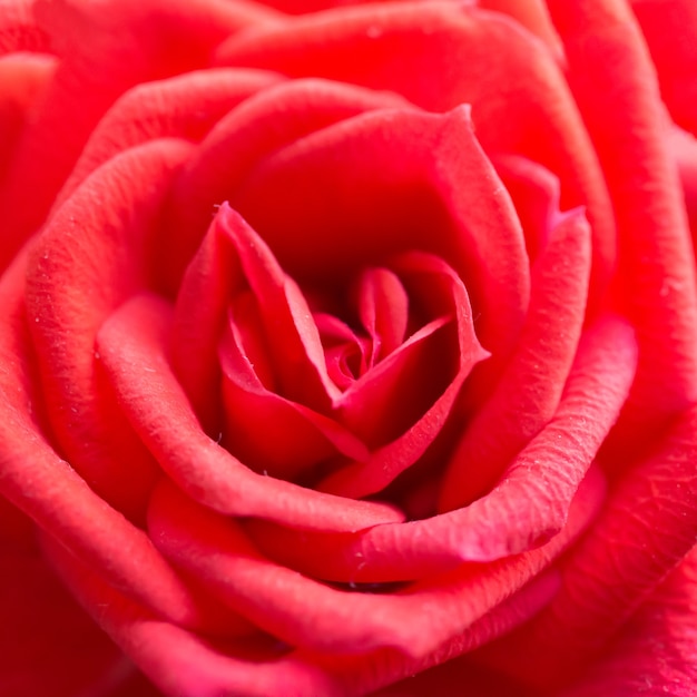 Rote Rose, romantische Blume. Nahaufnahme Makroaufnahme