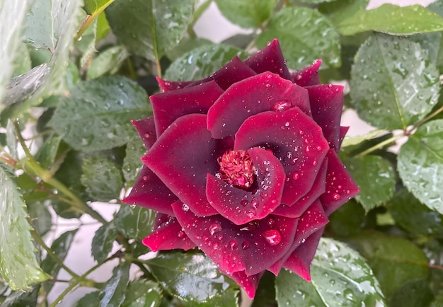 Rote Rose