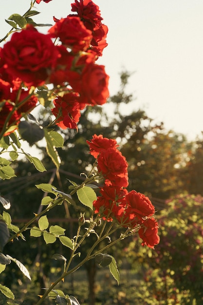 Rote Rosen auf dem Hintergrund der Sonnenstrahlen im Garten Grußkartenvorlage Banner für Valentinstag und Frauentag Feiertagswünsche Muttertag