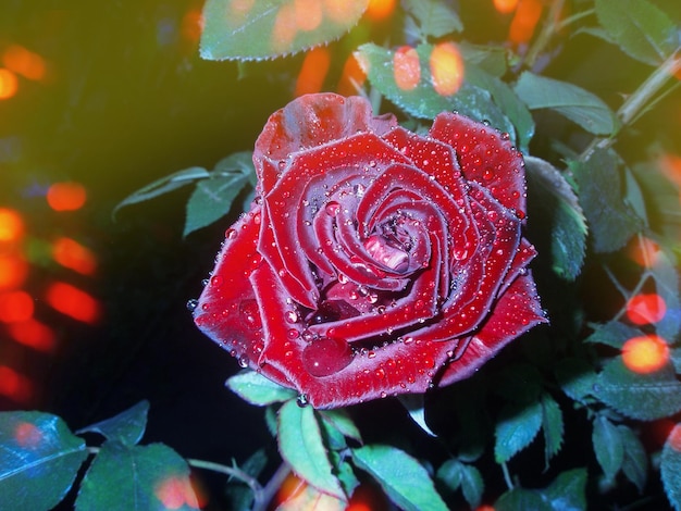 Rote Rosen auf einem Busch in einem Garten in der Nacht Red Rose Blume Hintergrund in der Nacht