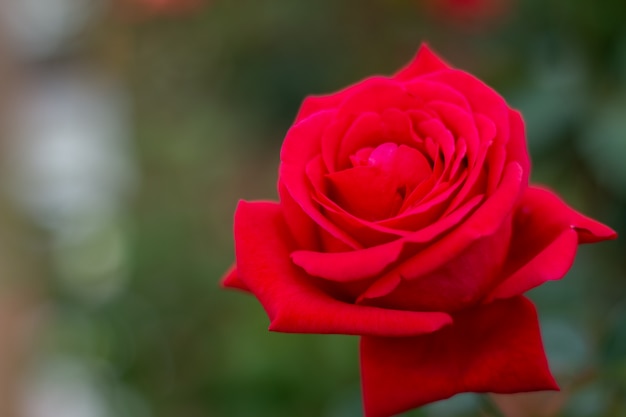 Rote Rosen auf einem Busch in einem Garten thailand