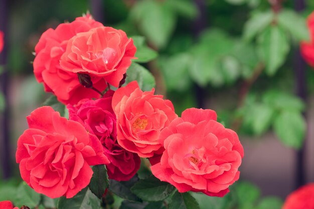 Rote Rosen auf einem Busch in einem Garten