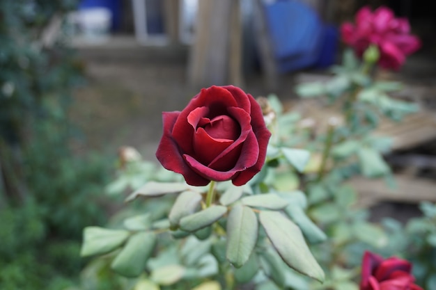 Rote Rosen auf einem Busch in einem Garten