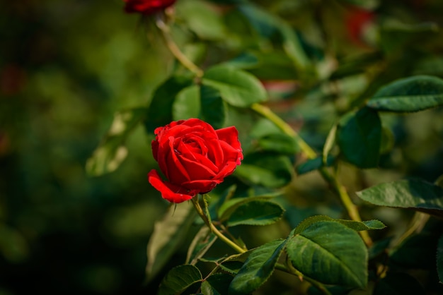 Rote Rosen auf einem Busch in einem Garten