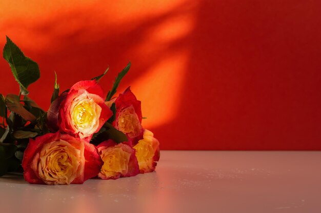 Rote Rosen auf einer roten und weißen Hintergrundnahaufnahme. Ein frisches, helles Bouquet mit Tautropfen. Glücklich