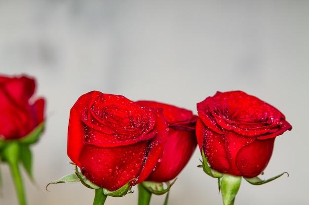 Rote Rosen auf grauem Hintergrund