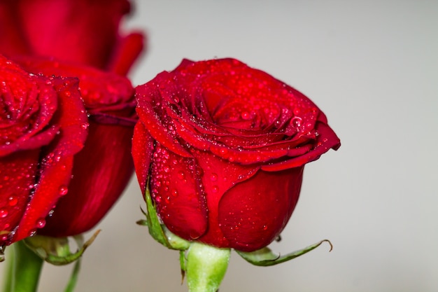 Rote Rosen auf grauer Wand