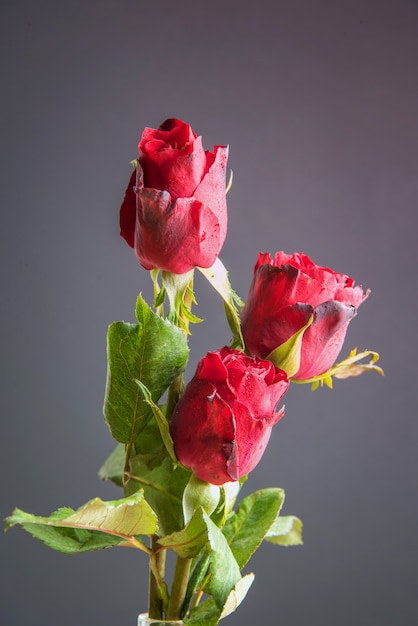 Rote Rosen auf Holz