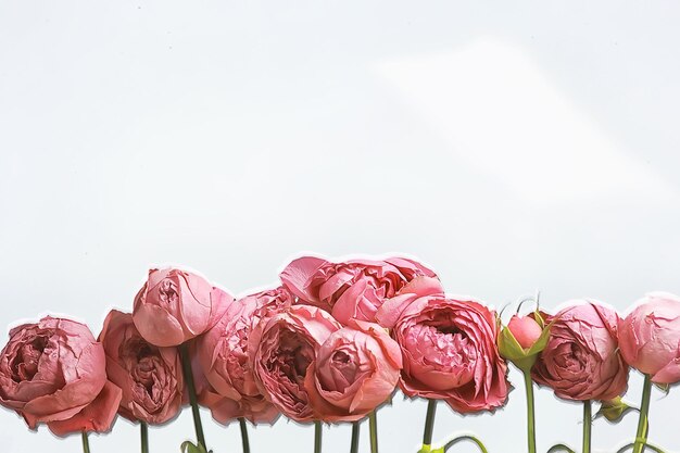 rote Rosen auf weißem Hintergrund / eine Gruppe von Rosen, ein Blumenrahmen, Sommerdesign