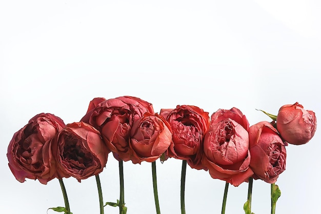 rote Rosen auf weißem Hintergrund / eine Gruppe von Rosen, ein Blumenrahmen, Sommerdesign