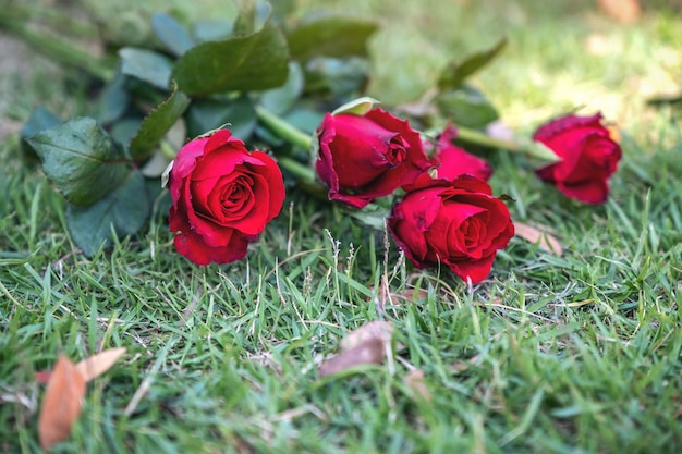 Rote Rosen blühen auf grünem Grasfeldhintergrund