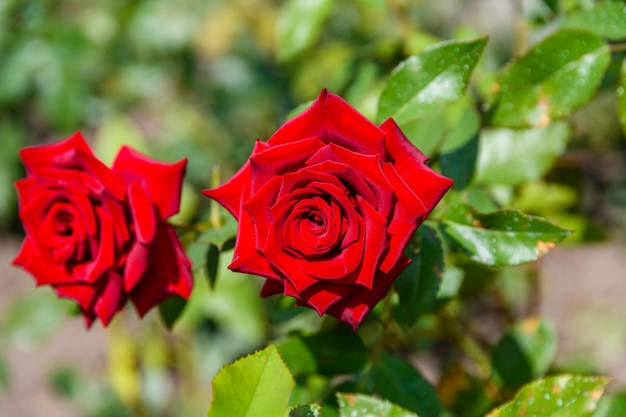 Rote Rosen blühen im Frühling in einem Garten