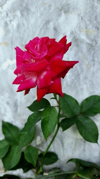 rote Rosen, die auf einem grünen Blatthintergrund blühen