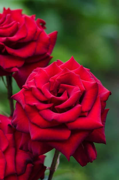 Foto rote rosen, die im garten blühen.