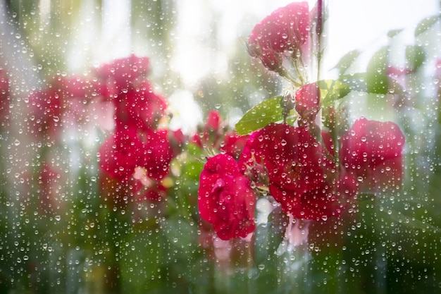 Rote Rosen hinter Glas mit Regentropfen bedeckt