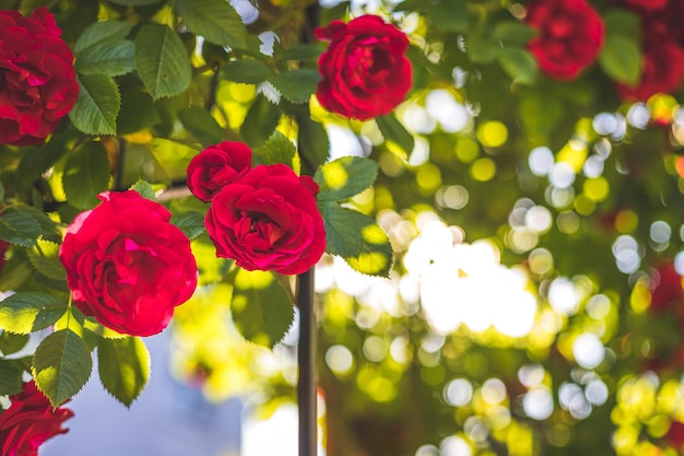 Rote Rosen im eigenen Garten Valentinstag Muttertag oder Geburtstag Hintergrund