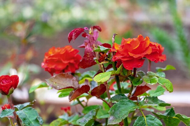 Rote Rosen im Garten auf dem Blumenbeet