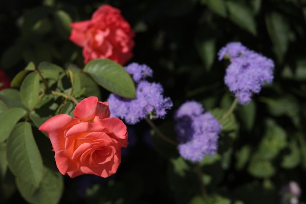 rote Rosen im Garten unter der Sonne