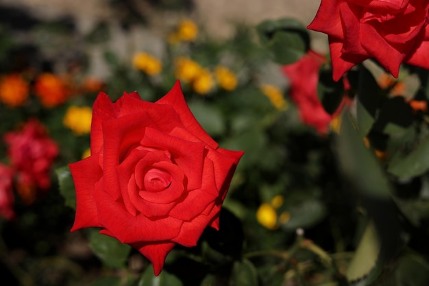 rote Rosen im Garten unter der Sonne