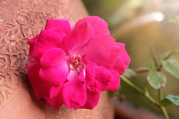 Rote Rosen im grünen Garten