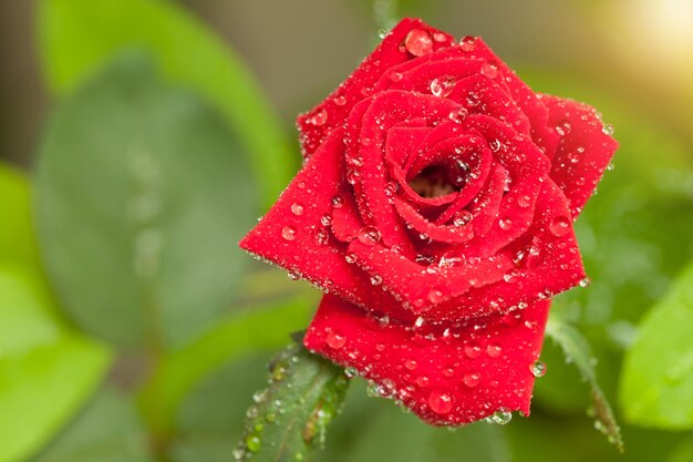 Rote Rosen im grünen Garten