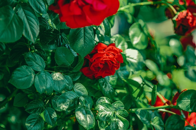 Rote Rosen im schönen Blumengarten als Blumenhintergrund