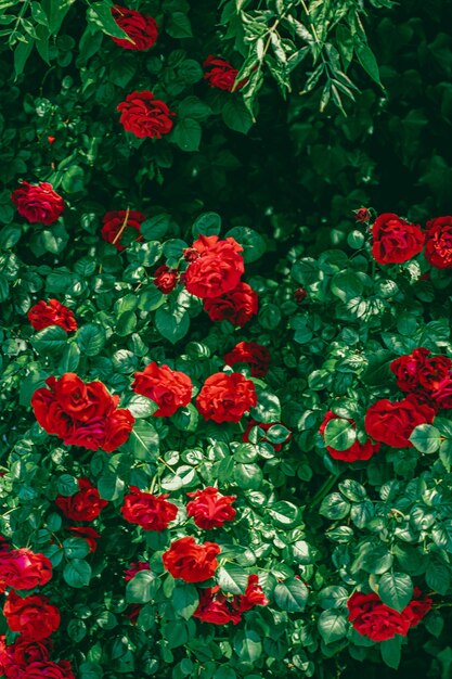 Rote Rosen im schönen Blumengarten als Blumenhintergrund