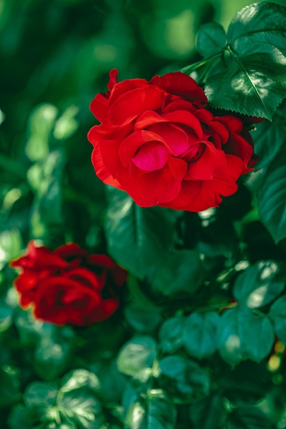 Rote rosen im schönen blumengarten als blumenhintergrund