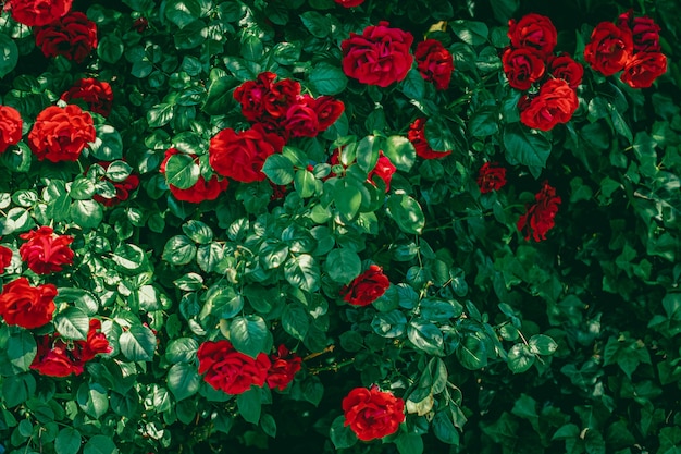 Rote Rosen im schönen Blumengarten als Blumenhintergrund