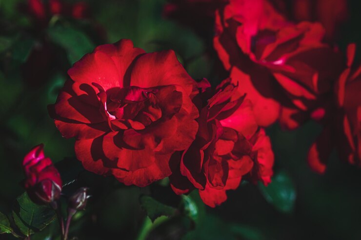 Foto rote rosen in einem garten