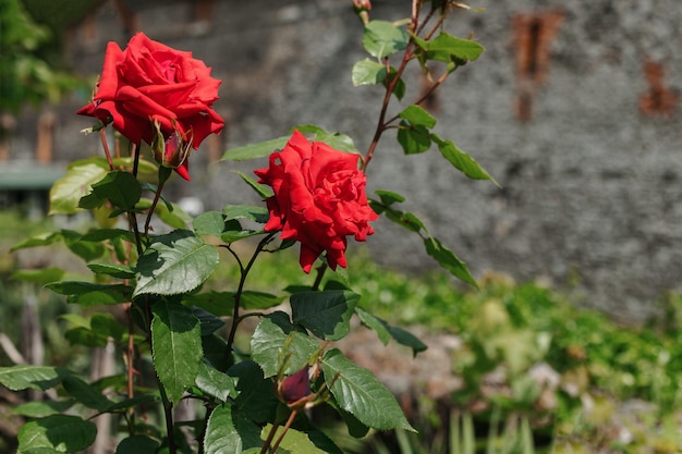 Foto rote rosen in form eines grünen zauns