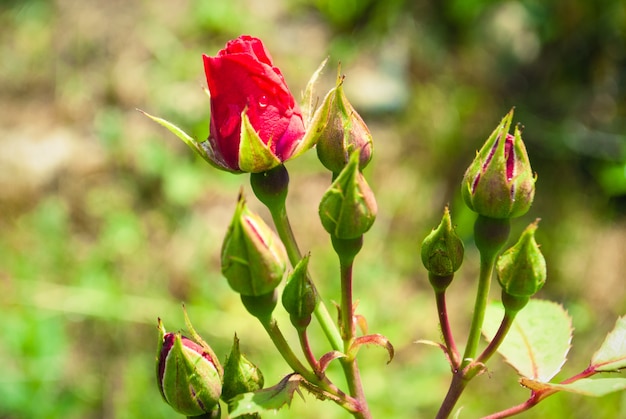 Rote Rosen-Knospe mit Regentropfen - Foto einer einzelnen roten Rosenknospe
