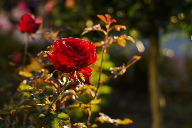 Rote Rosen mit grünen Blättern