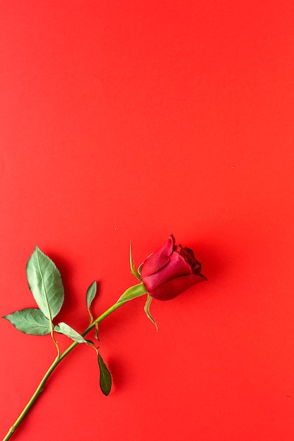 Rote Rosen mit rotem Hintergrund