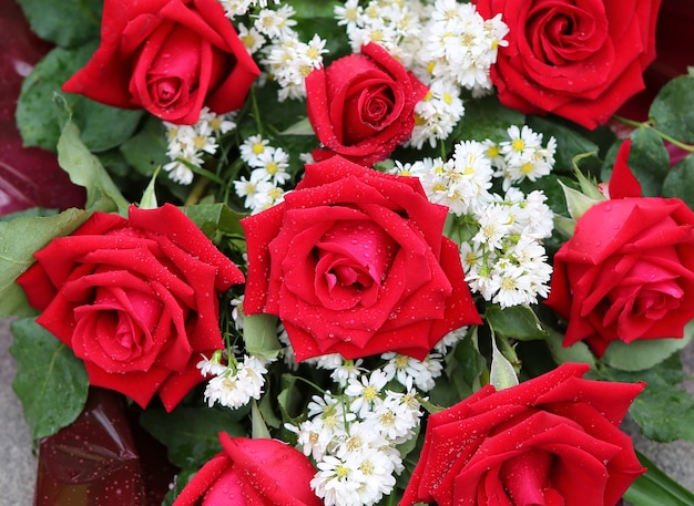 Rote Rosen mit Wassertropfen