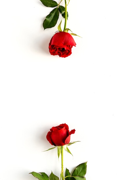Rote Rosen mit weißem Hintergrund