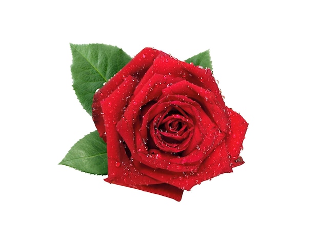 Rote Rosen und Rosenblätter auf weißem Hintergrund Valentinstag-Konzept